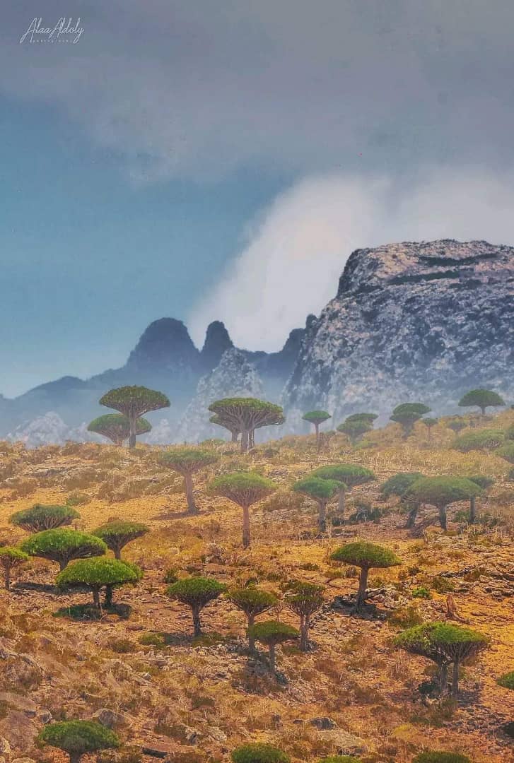 صور من اليمن: جزيرة سقطرى النائية في المحيط الهندي المصنفة عالميا على لائحة اليونسكو للتراث الطبيعي ذي الجمال النادر