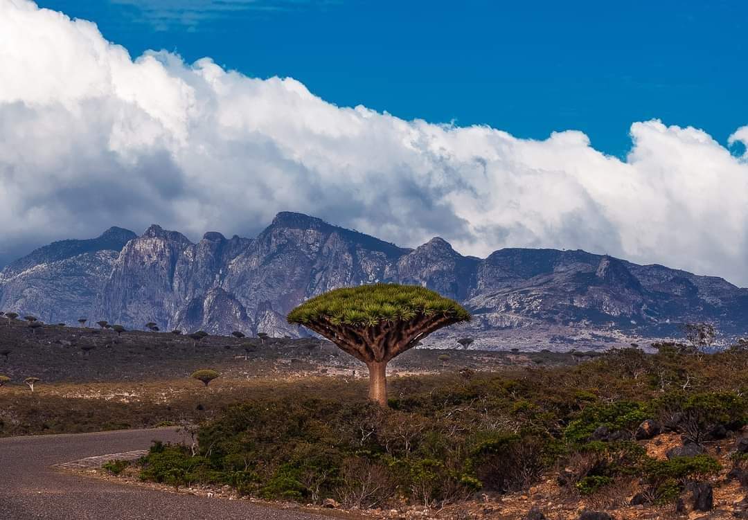 صور من اليمن: جزيرة سقطرى النائية في المحيط الهندي.