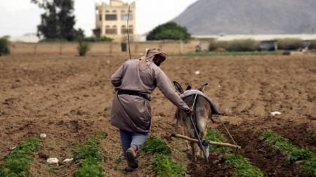 اليمن: الزراعة تحت وطأة تقلبات المناخ..خسائر كبيرة بعد 6 أشهر من الجفاف