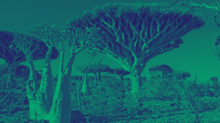 تحليل: البيئة كضحية جانبية.. التكلفة الخفية لحرب الحوثيين