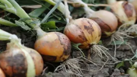صحة: البصل الأخضر.. 5 فوائد مذهلة وكنز صحي قد لا تعرفه!