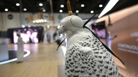 اليمن: الإعلان عن تنظيم أول مزاد وطني للصقور بمدينة المكلا منتصف نوفمبر