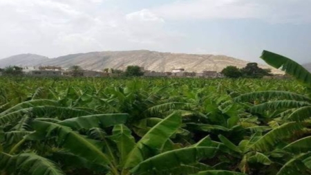 اليمن: حريق هائل يلتهم مزارع للموز في ابين