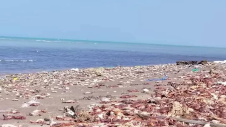 اليمن: تقارير عن نفوق اعداد كبيرة من الأحياء البحرية جنوبي الحديدة 