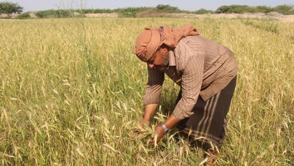 اليمن: خطط لزراعة القمح لتحقيق أمن غذائي طويل الأمد