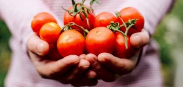صحة: الطماطم تساعد في الوقاية من السرطان