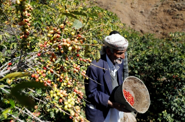 اقتصاد: خطر يلتهم اليمن..تغير المناخ يقوض الزراعة ويفاقم أزمة الغذاء