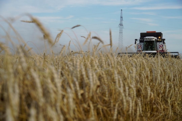 اقتصاد: أسعار القمح ترتفع لليوم الثالث على التوالي وسط المخاوف من أزمة غذائية كبيرة