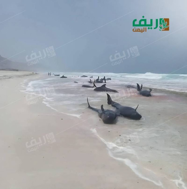 تقرير: نفوق الدلافين في سقطرى...أزمة بيئية أم تدخل بشري؟