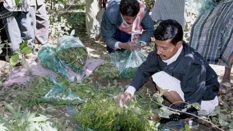 تقرير: القات يلتهم المحاصيل الزراعية ويفاقم البطالة في اليمن