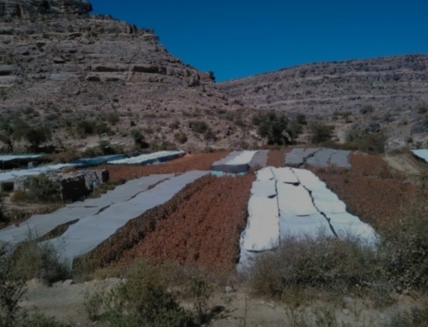 اليمن: الأرصاد تحذّر من استمرار موجة بَرْد وانخفاض درجات الحرارة