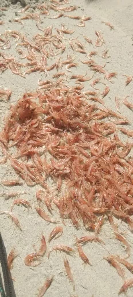 اليمن: وزير المياه يوجه بدراسة نفوق الروبيان في سقطرى