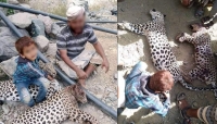 اليمن: المهمة المستحيلة لحماية الحيوانات النادرة في بلد يحترب