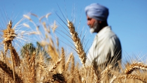 اليمن: بن مبارك يثنى على قرار استثناء بلاده من حظر تصدير القمح الهندي