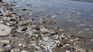 اليمن: وزير المياه يوجه بتشكيل فريق لتقييم أسباب نفوق الأسماك في عدن