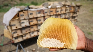 تقرير: العسل اليمني بين مرارة الحرب وتبعات التغير المناخي