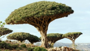 ترجمات: كيف حافظت جزيرة يمنية على شجرة أسطورية من الانقراض