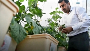 اليمن: مواطنان ينجحان في استحداث أول سطح أخضر في صنعاء.."الزراعة بدون تربة"