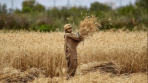 نيويورك: الهند تؤكد منح اليمن أولوية في صادرات القمح لمواجهة انعدام الأمن الغذائي