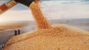كييف: مناقصة لشراء 75 ألف طن من الحبوب الأوكرانية مخصصة لليمن وإثيوبيا
