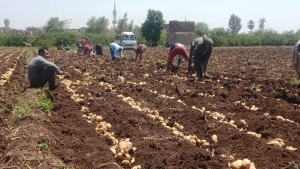 اقتصاد: الصقيع يرفع أسعار البطاطس في اليمن