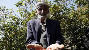 تقرير مصور: مزارعو القهوة في اليمن يجتمعون لموسم الحصاد