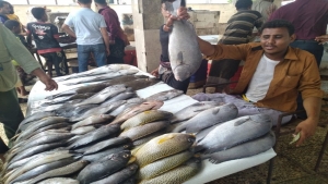 اليمن: الحكومة تعلن حظرا على   تصدير منتجات الاسماك والاحياء البحرية الطازجة