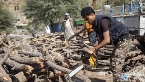 تقرير: قطع الأشجار في اليمن بديل الغاز والوقود