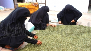 اليمن: إنقاذ قطاع الحناء في حضرموت