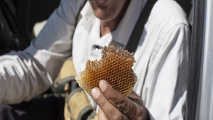 تقرير: إنتاج العسل اليمني الأكثر شهرة يتراجع وتربية النحل مهددة بالاندثار