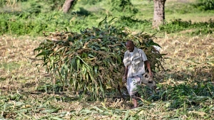 اقتصاد: مزارعو اليمن يخوضون حرباً شرسة ضد 1000 آفة نباتية