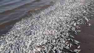 اليمن: "سلطات المهرة" تؤكد أن نفوق الأسماك سببه صيادين مخالفين وليس عمليات جرف أو مواد سامة