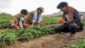 اقتصاد: الجفاف والسيول يفتكان بزراعة اليمن