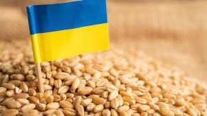 اقتصاد: خبراء يقولون إن تداعيات تعليق "اتفاق الحبوب الأوكرانية" لن تكون فورية بل على المدى المتوسط