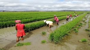 روما: ارتفاع أسعار الغذاء العالمية نتيجة توقف مبادرة البحر الأسود وفرض قيود تجارية جديدة على الأرز