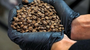 تقرير: قهوة موكا... حبوب البنّ التي قدمت اليمن للعالم