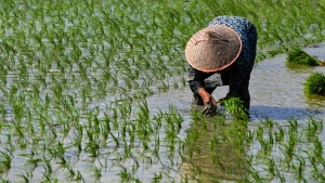 اقتصاد: سعر الأرزّ في أعلى مستوياته منذ 15 عامًا بعد القيود الهندية على التصدير