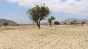 تقرير: "أزرع أرضي أم أنتظر؟".. التغيّر المناخي يقلب روزنامة الزراعة في اليمن رأساً على عقب