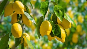 صحة: 7 فوائد لتناول الليمون