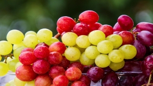 صحة: العنب يُحسن صحة العين لدى كبار السن