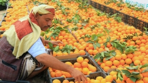 اقتصاد: الحرب تدفع بالزراعة اليمنية..تركيز على زيادة إنتاجية المحاصيل القابلة للتصدير