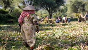 تقرير: في اليمن "الخضراء".. تراجع الإنتاج الزراعي يفاقم أزمة الغذاء