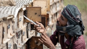 تقرير: تربية النحل..الحرب وتغير المناخ يهدّدان مهنة الأجداد في اليمن
