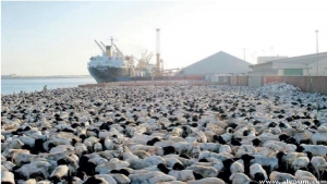كانبرا: آلاف الأغنام علقت في سفينة بسبب الأزمة في البحر الأحمر