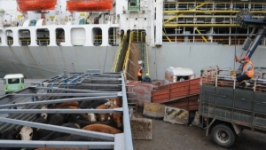 اقتصاد: سفينة تحمل آلاف الأغنام والأبقار عادت لإستراليا بعد فشل عبور البحر الأحمر