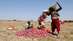 اقتصاد: قرارات لتشجيع المحاصيل الزراعية لمواجهة زحف "القات" في اليمن