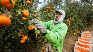 اقتصاد: صادرات البرتقال المصري في مرمى توترات البحر الأحمر