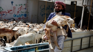اقتصاد: الأضحى في اليمن..تدهور الاقتصاد الريفي يهبط بالثروة الحيوانية