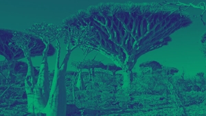 تحليل: البيئة كضحية جانبية.. التكلفة الخفية لحرب الحوثيين