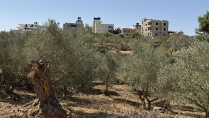 القدس: إصابة صحافية في رويترز وعدد من الفلسطينيين بهجوم شنه مستوطنون إسرائيليون في الضفة الغربية